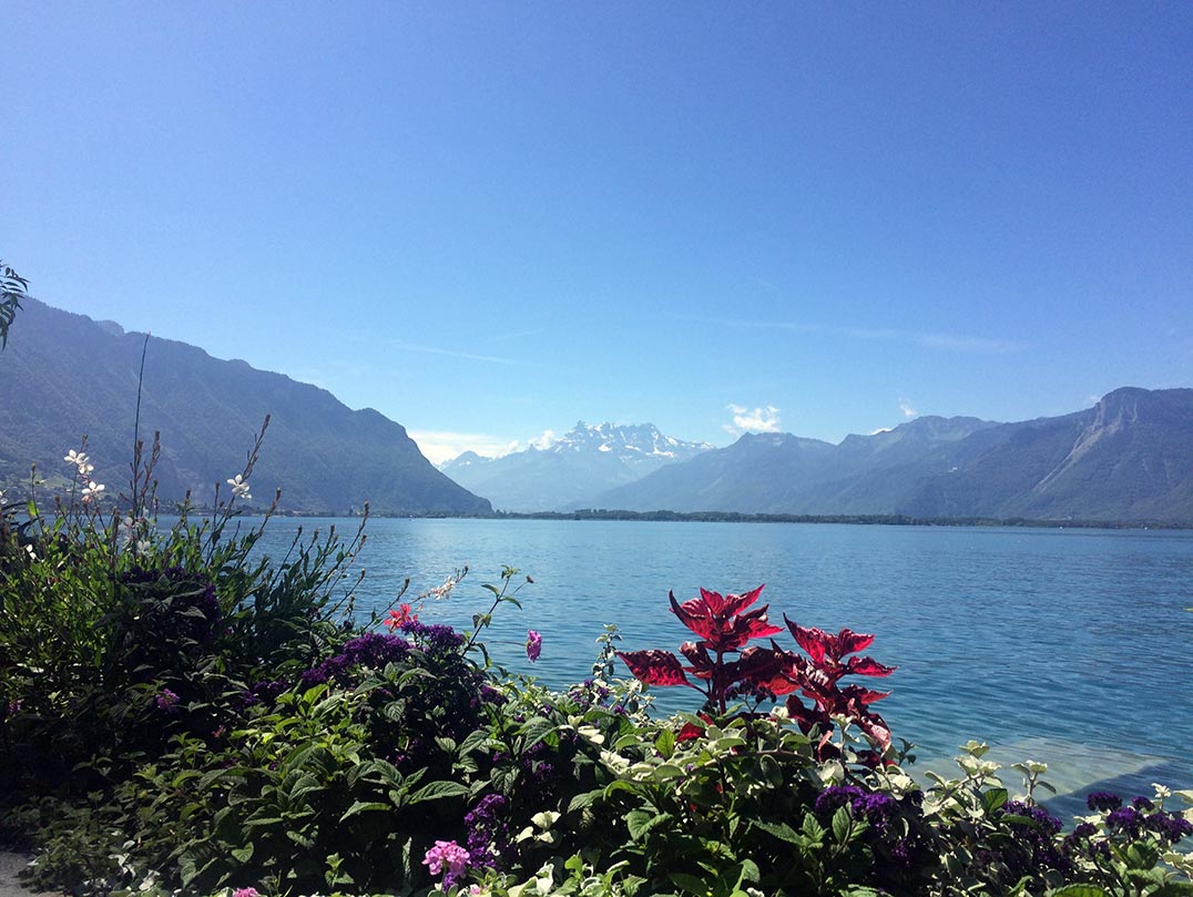 Plants on the banks of lake Geneva with mountains in the background.